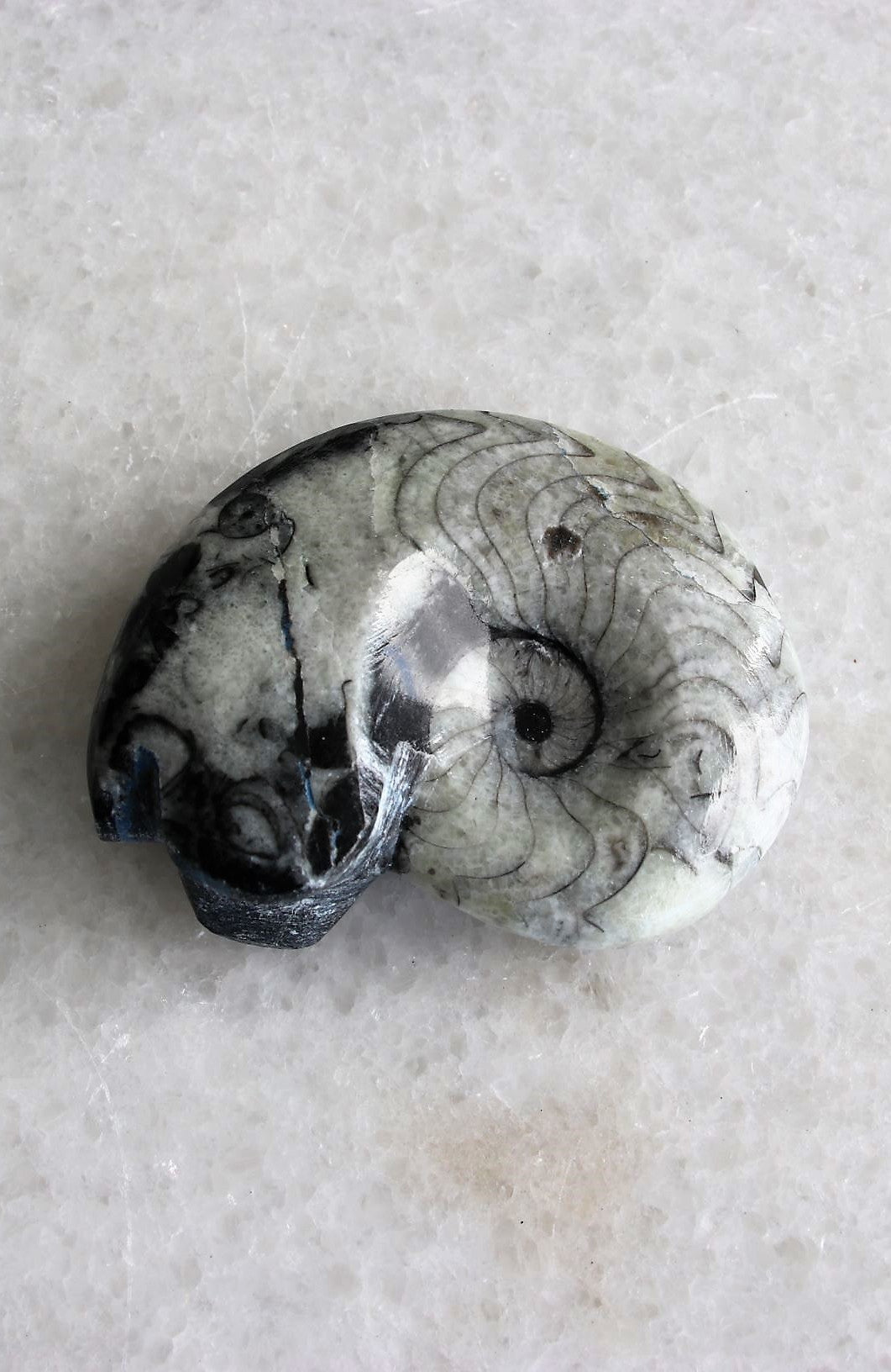 Goniatite Marine Fossil